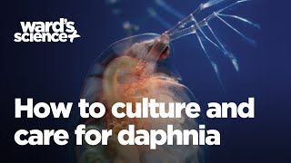 Caring and Culturing for Daphnia [upl. by Aihsinyt]