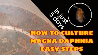 How to Culture Magna Daphnia Easily [upl. by Bramwell135]