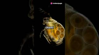 How to culture Daphnia for your Aquarium [upl. by Three]