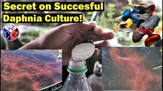 How to Culture Daphnia Successfully [upl. by Ekez70]