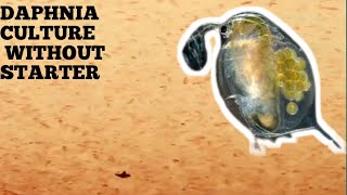 HOW TO CULTURE DAPHNIA NATURALLY WITHOUT A STARTER [upl. by Ellenahs]