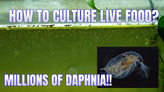 How to Culture Daphnia Secret Method to Breed MILLIONS  Simply Aquatic [upl. by Nivk12]