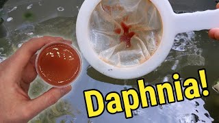 How I Culture Daphnia In Outdoor Tubs [upl. by Oravla835]