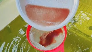 How to culture daphnia  Daphnia culture  How to grow daphnia outdoor [upl. by Ennovyhs627]