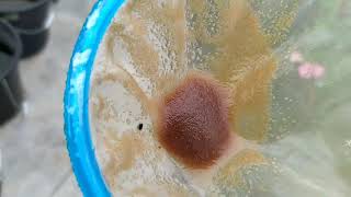 How to culture daphnia moina in a small container Part 1 English Subtitle [upl. by Eneleahcim772]