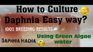 Daphnia MagnaHow to Culture Daphnia Easy wayCulturing Daphnia using Green water Daphnia [upl. by Ora]