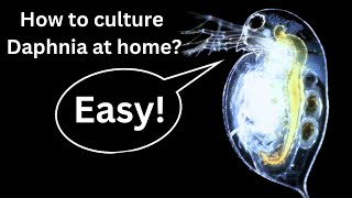 BEST Live Fish Food Beginner guide How to Culture Daphnia at home [upl. by Julianne]