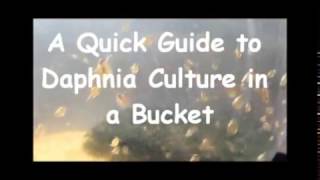 How to culture daphnia outside [upl. by Yht329]