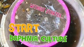 How to culture daphnia moina the easy way 1  Starting the Daphnia culture [upl. by Willyt873]