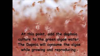 Daphnia  How to grow daphnia in your home [upl. by Gaynor]