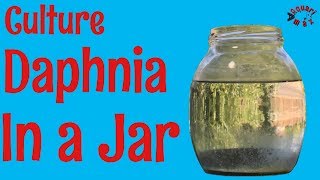 How to Culture Daphnia in a Jar [upl. by Ylrehs]