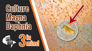 How to culture DAPHNIA MAGNA  The easy way [upl. by Tound857]