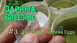 Daphnia Culture made simple and easy 3  Hatching Daphnia eggs [upl. by Airebma]