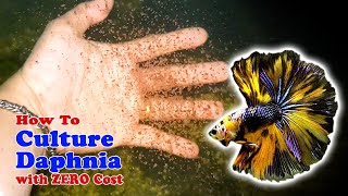 How to Culture Daphnia with ZERO Cost  Unlimited Live Food For Our Fish [upl. by Ecirtael]