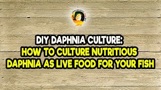 DIY Daphnia Culture How to Culture Nutritious Daphnia as Live Food for Your Fish [upl. by Ardis]