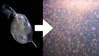 How I Culture Daphnia [upl. by Breeze]