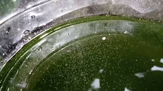 DAPHNIA MOINA CULTURE IN A SMALL BUCKET [upl. by Anyalram]