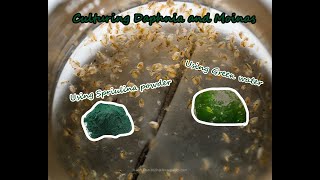 How To Culture Daphnia and Moinas using Green Water Spirulina powder [upl. by Mozart]