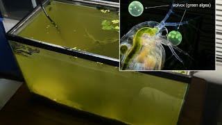 Raising Daphnia for the Freshwater Aquarium [upl. by Tezil]