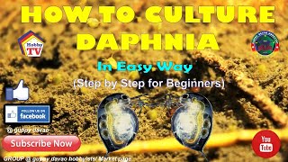 HOW TO CULTURE DAPHNIA In Easy Way [upl. by Yelekreb]